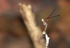 Amphicnemis gracilis