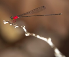 Amphicnemis gracilis