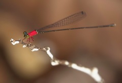 Amphicnemis gracilis