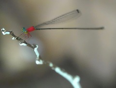 Amphicnemis gracilis