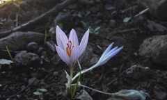Crocus pallasii