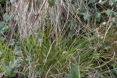 Carex umbrosa