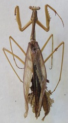 Coptopteryx thoracica