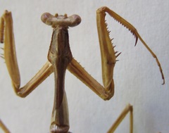 Coptopteryx thoracica