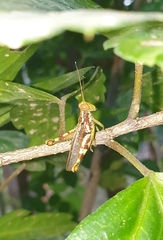 Pirithoicus ophthalmicus