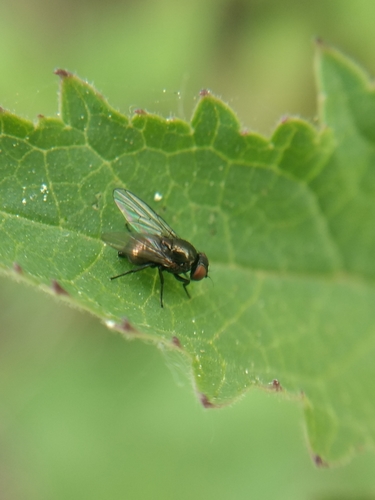 iNaturalist observation photo of Leaf-miner Flies