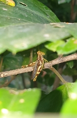 Pirithoicus ophthalmicus