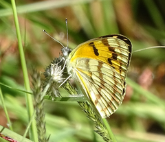 Colotis vesta mutans