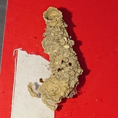 Paraleptomenes miniatus