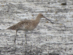 Numenius arquata