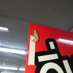 Paraleptomenes miniatus