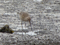 Numenius arquata