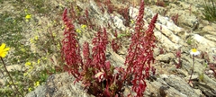 Rumex bucephalophorus