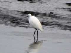 Egretta garzetta