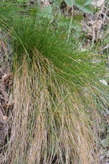 Festuca heterophylla