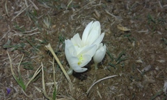 Crocus ochroleucus