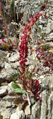Rumex bucephalophorus
