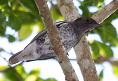 Xipholena atropurpurea