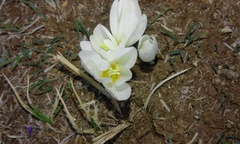 Crocus ochroleucus