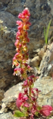 Rumex bucephalophorus