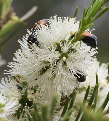 Phyllotocus ustulatus