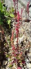 Rumex bucephalophorus