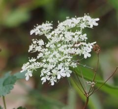 Apiaceae