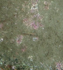 Istigobius hoesei