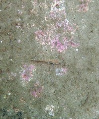 Istigobius hoesei