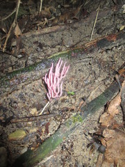 Clavaria schaefferi