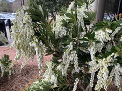 Pieris