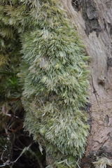 Leucobryum juniperoideum