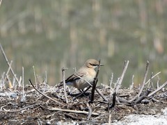 Oenanthe isabellina