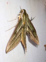 Xylophanes crotonis