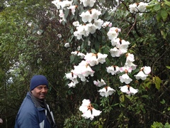 Rhododendron edgeworthii