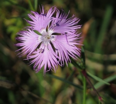 Dianthus gallicus