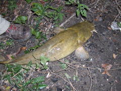 Pylodictis olivaris