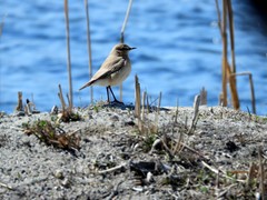Oenanthe isabellina