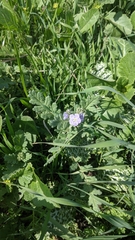 Phacelia ciliata ciliata