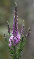 Comesperma virgatum