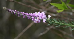Comesperma virgatum