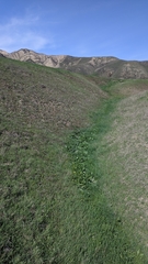 Phacelia ciliata ciliata