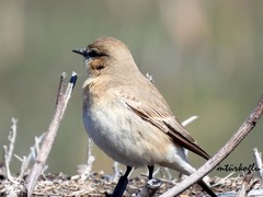 Oenanthe isabellina