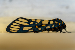 Aglaomorpha plagiata