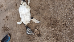 Spheniscus magellanicus