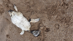 Spheniscus magellanicus