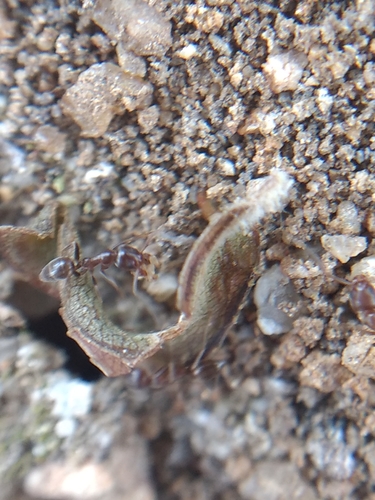 iNaturalist observation photo of Argentine Ant