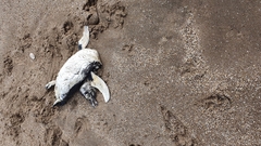 Spheniscus magellanicus