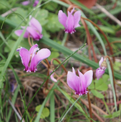 Cyclamen hederifolium