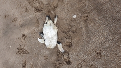 Spheniscus magellanicus